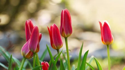 Mit Blumenzwiebeln zum prachtvollen Blütenmeer im Garten