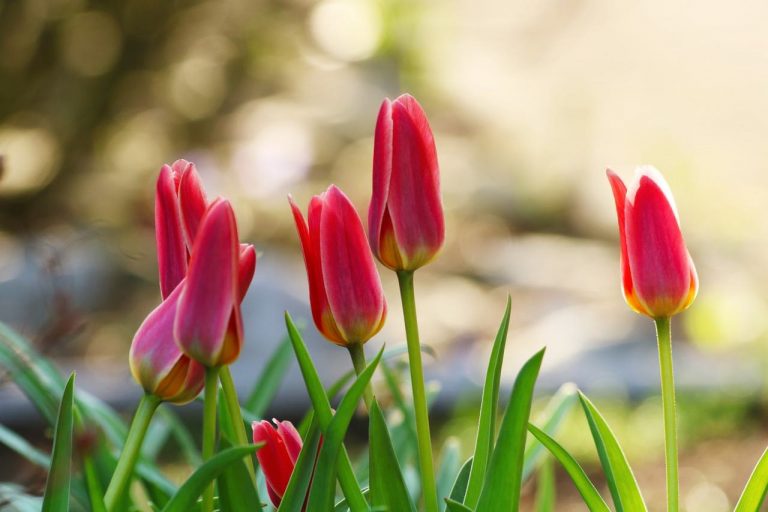 Mit Blumenzwiebeln zum prachtvollen Blütenmeer im Garten