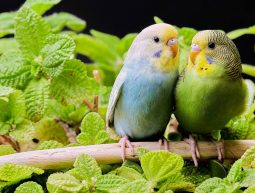 Vögel im Garten im Käfig – eine gute Idee?