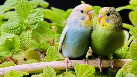 Vögel im Garten im Käfig – eine gute Idee?