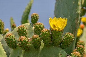 Opuntia blüht farbenprächtig