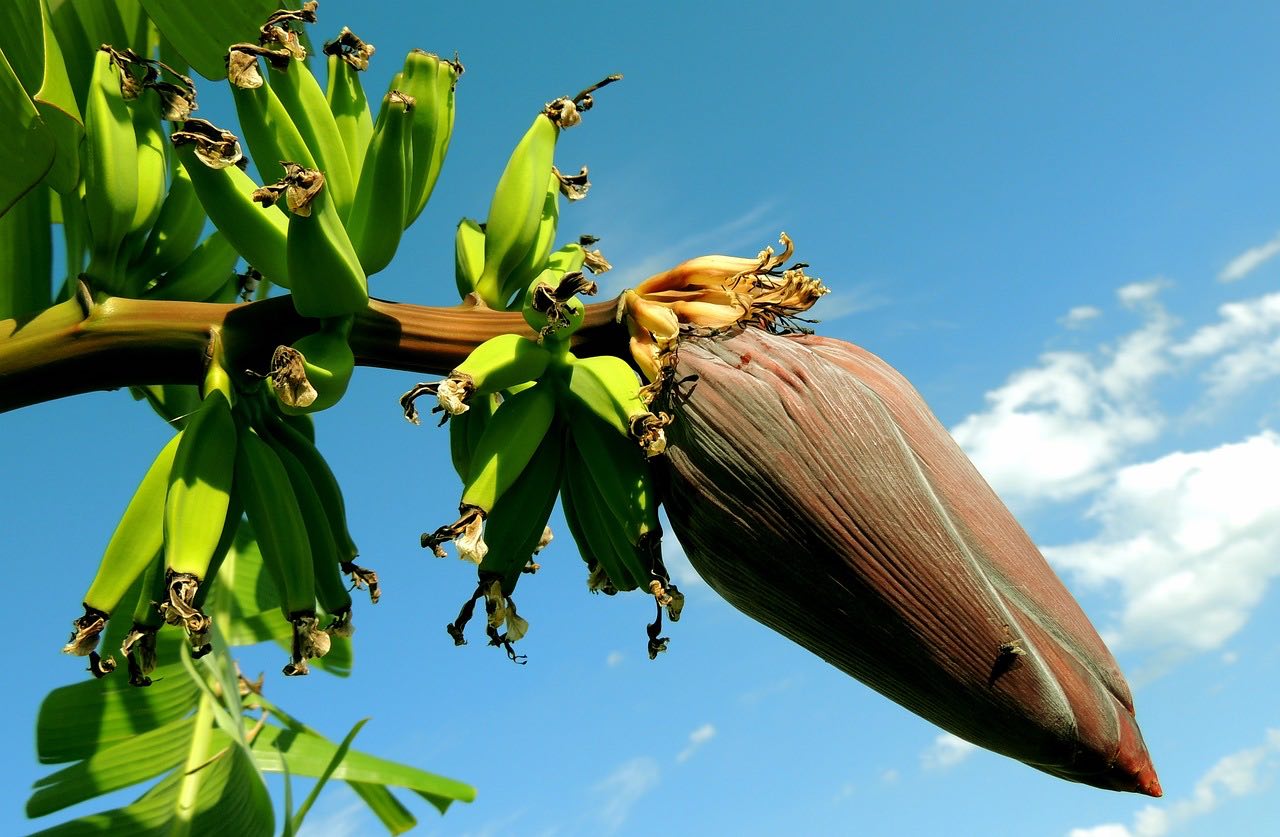 Bananenstauden für den Garten