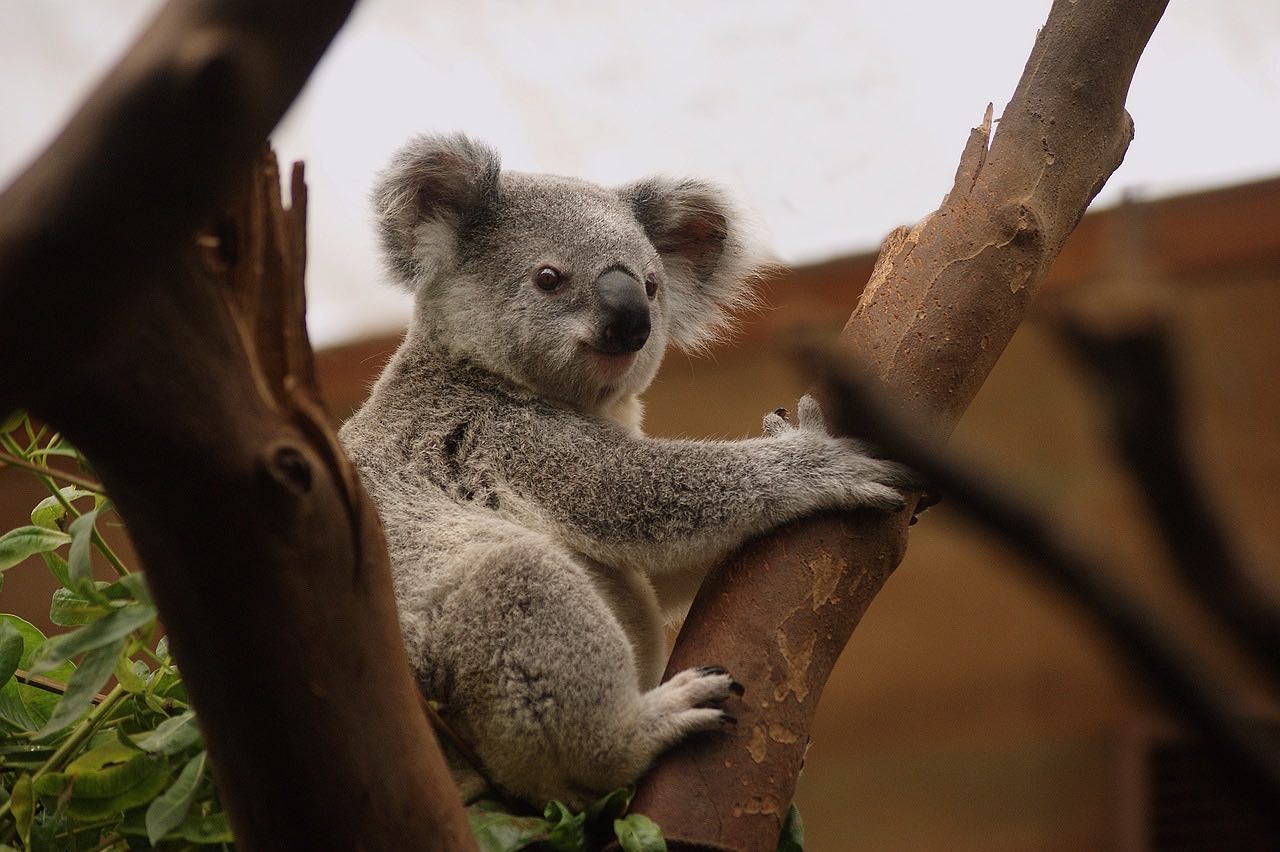 Koala und Eukalyptus